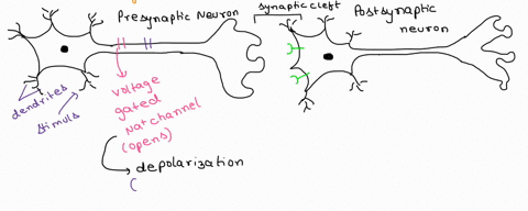 describe-in-general-terms-the-function-of-chemical-synapses-that-convert-electrical-action-potentials-into-chemical-neurotransmitter-signals-and-how-the-chemical-stimulus-is-processed-by-the-76772