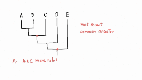 for-the-phylogenetic-tree-below-that-depicts-the-evolutionary-relationships-between-species-a-b-c-d-and-e-which-of-the-following-statements-is-true