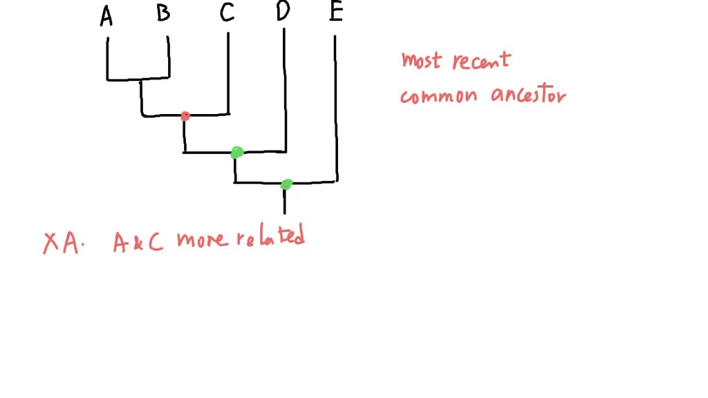 Solved For The Phylogenetic Tree Below That Depicts The Evolutionary