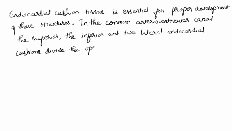 2-what-type-of-tissue-is-critical-for-dividing-the-heart-into-four-chambers-and-the-outflow-tract-into-pulmonary-and-aortic-channels-43833