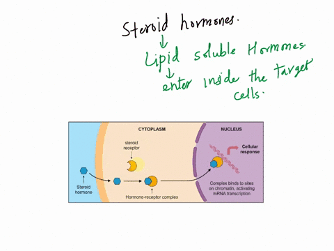 which-of-the-following-are-properties-of-steroid-hormones-i-steroid-hormones-are-lipid-soluble-and-easily-cross-the-phospholipid-bilayer-ii-steroid-hormones-usually-exert-their-effects-on-ta-75176