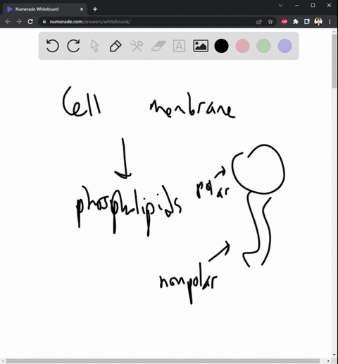 how-does-the-composition-of-the-cell-membrane-and-the-structural-features-of-the-macromolecules-that-make-up-the-cell-membrane-contribute-to-the-membrane-function-90435