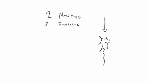 2-what-is-the-basic-functional-unit-of-the-nervous-system-a-neuron-b-glia-c-neuroglia-d-schwann-cell-e-astrocyte-3-which-part-of-the-neuron-receives-signals-from-other-neurons-a-axon-b-dendrite-c-cell