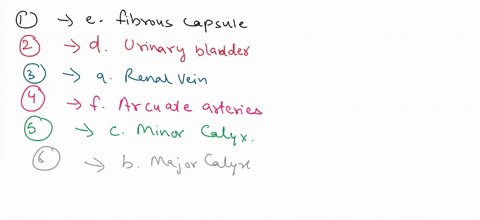 137-review-questions-matching-match-the-descriptions-in-the-left-column-with-the-terms-in-the-right-column-1outermost-part-of-the-kidney-arenal-vein-2storage-organ-of-the-urinary-system-bmaj-71375