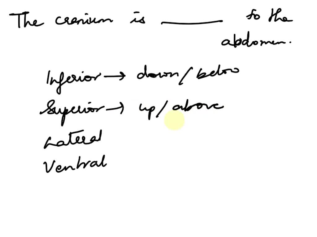 SOLVED: 4. posterior anterior inferior superior caudal cranial ventral ...