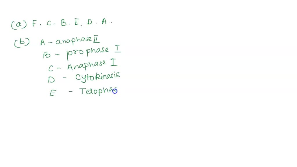 SOLVED: Observe ' the drawing - of several [ phases = of meiosis ...