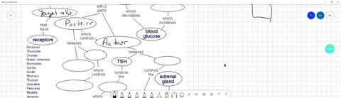 endocrine-system-functions-in-uses-whichare-released-by-has-components-sucha_-endocrine-glands-hypothalamus-which-controls-includes-andtravel-through-which-produces-testes-to-reach-with-2-pa-25893