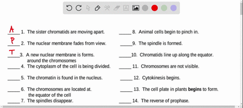 first-to-answer-gets-marked-brailiest-if-anyone-could-help-then-that-would-be-great-mitosis-name-matching-match-the-term-to-the-description-interphase-p-prophase-m-metaphase-a-anaphase-t-tel-87514