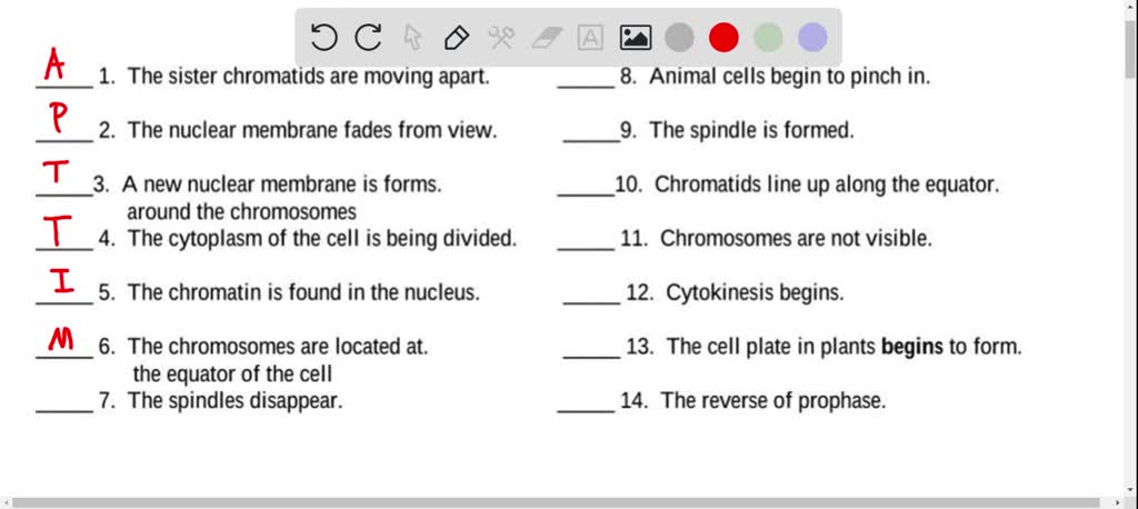 SOLVED: 'FIRST TO ANSWER GETS MARKED BRAILIEST!!! if anyone could help,  then that would be great MITOSIS Name: Matching: Match the term to the  description =interphase P = prophase M = metaphase