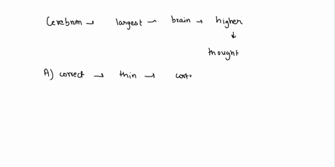 choose-all-the-answers-that-apply-the-cerebrum-is-_____-a-the-center-of-intelligence-and-thought-b-covered-by-a-thin-layer-of-gray-matter-c-connected-to-the-sensory-organs-d-divided-into-two-28918