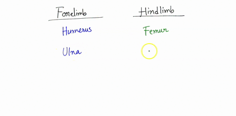 512-comparative-anatomy-the-pentadactyl-limb-all-the-tetrapod-animals-amphibia-reptiles-birds-mammals-show-variations-on-the-same-basic-skeletal-structure-which-may-be-modified-in-various-wa-97167