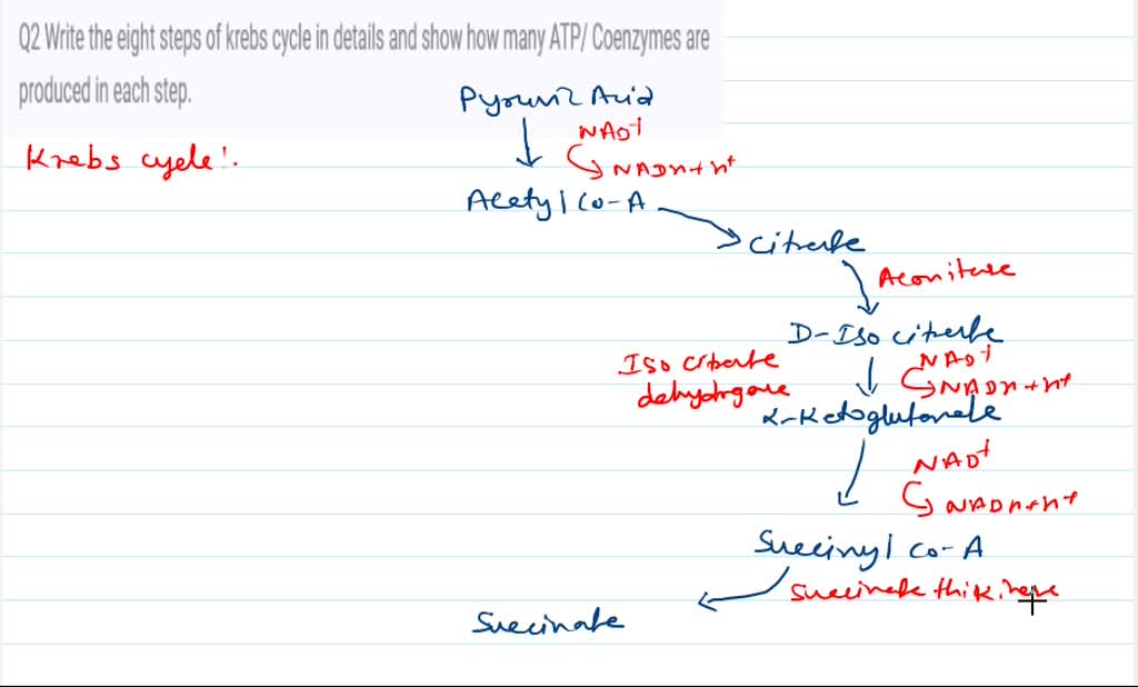 SOLVED Q2 Write the eight steps of the Krebs cycle in detail and show
