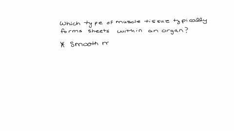 which-type-of-muscle-tissue-typically-forms-sheets-within-an-organ-1-smooth-muscle-2-cardiac-muscle-3-megamuscle-4-skeletal-muscle
