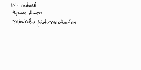 which-of-the-following-plays-a-role-in-repairing-thymine-dimers-by-reversing-the-damage-caused-by-uv-light-exposure-in-bacteria-base-excision-repair-photoreactivation-enzyme-postreplication-25379