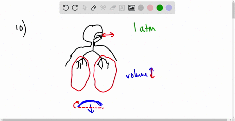 question-10-1-point-air-pressure-gradients-arise-between-the-lungs-and-external-because-of-environment-primarily-volume-changes-in-the-thoracic-cavity-volume-changes-in-the-atmosphere-temper-98294
