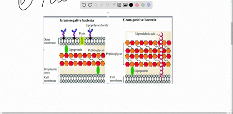 compare-gram-positive-and-gram-negative-cell-walls-with-regards-to-resistance-to-phagocytosis-18274