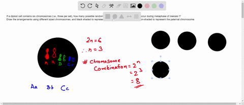 if-a-diploid-cell-contains-six-chromosomes-ie-three-per-set-how-many-possible-random-arrangements-of-homologs-could-occur-during-metaphase-of-meiosis-i-draw-the-arrangements-using-different-60404