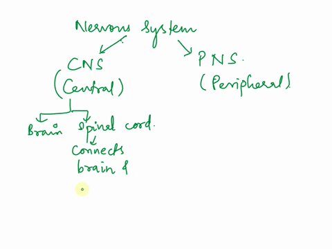 explain-the-organization-of-the-nervous-system-be-as-detailed-as-possible-and-be-sure-to-include-in-your-answer-the-divisions-structures-or-organs-involved-direction-of-the-transmission-of-i-47166