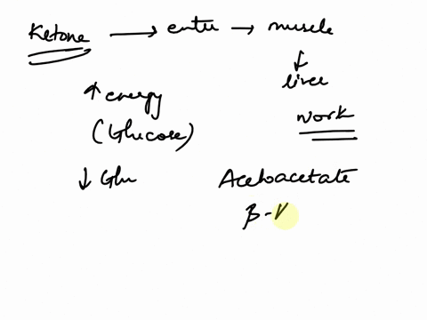 discuss-the-role-of-ketone-bodies-that-enter-the-muscle-after-being-liberated-from-the-liver-during-vigorous-muscular-work-in-controlling-the-activity-of-these-sites-34519