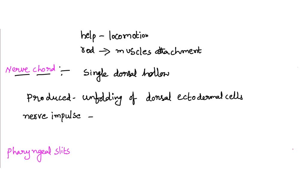 SOLVED: 1. What are the four chordate shared characteristics