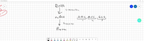 in-protein-synthesis-the-codon-the-trna-molecule-binds-with-the-anticodon-which-is-part-of-the-mrna-molecule-true-or-false-52325