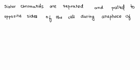 during-which-phase-of-meiosis-are-sister-chromatids-separated-and-pulled-to-opposite-sides-of-the-cell-telophase-of-meiosis-i-prophase-of-meiosis-ii-anaphase-of-meiosis-ii-metaphase-of-meios-06838