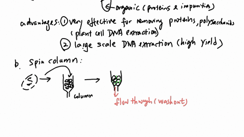 prelab-questions-1-state-and-briefly-explain-the-alternative-methods-of-dna-extractionpurification-and-its-advantages-3-alternatives-2-explain-why-the-cells-need-to-be-lysed-to-extract-the-dna-3-whats