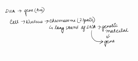 what-do-we-call-a-section-of-dna-where-there-is-a-sequence-of-codons-that-give-you-the-code-for-protein-amino-acid-gene-base-pair-nucleus-ribosome-06085
