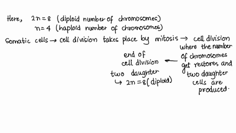 the-fruit-fly-drosophila-melanogaster-has-a-total-of-eight-chromosomes-four-pairs-in-each-of-its-somatic-cells-somatic-cells-are-all-cells-of-the-body-except-those-that-will-divide-to-form-t-45304