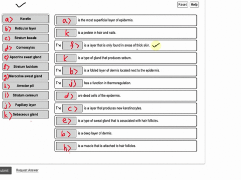 ex-11-hw-exercise-11-review-practice-sheetintegumentary-system-reset-help-keratin-is-the-most-superficial-layer-of-epidermis-reticular-layer-is-a-protein-in-hair-and-nails-stratum-basale-cor-50735