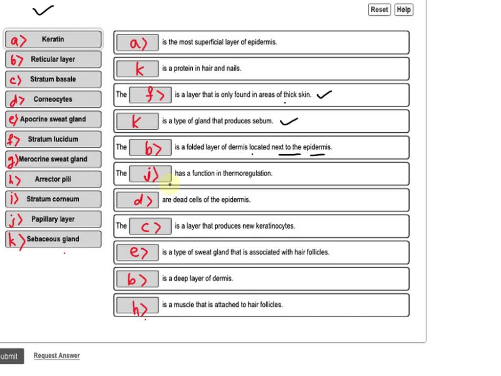 SOLVED: Exercise 11 Review Practice Sheet: Integumentary System Keratin