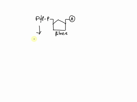 energy-is-released-from-atp-when-a-fourth-phosphate-is-added-to-the-molecule-the-last-phosphate-bond-is-broken-all-three-phosphate-bonds-are-formed-the-last-phosphate-bond-is-formed-96308