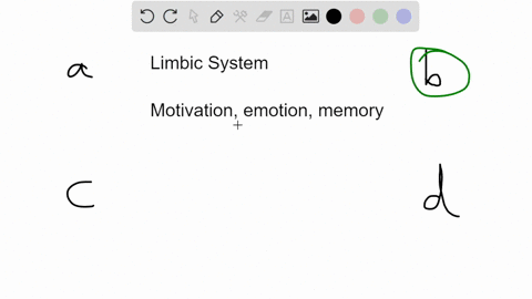 the-limbic-system-a-doughnut-shaped-structure-at-the-border-of-the-brains-older-parts-and-the-cerebr-76759