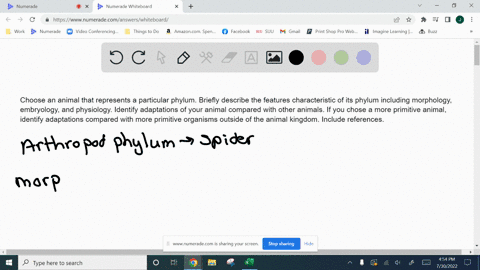 choose-an-animal-that-represents-a-particular-phylum-briefly-describe-the-features-characteristic-of-its-phylum-including-morphology-embryology-and-physiology-identify-adaptations-of-your-an-94037