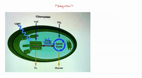 what-is-the-main-idea-of-the-model-shown-chloroplast-hzo-coz-light-energy-icontaining-molecules-digh-rreactons-calvin-cycle-02-glucose-a-energy-from-sunlight-is-transferred-through-trophic-l-88457