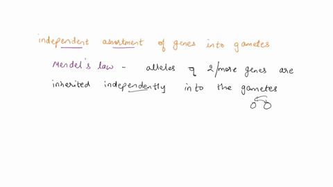 what-characterizes-the-independent-assortment-of-genes-into-gametes-a-alleles-of-genes-on-one-pair-of-homologous-chromosomes-tend-to-sort-independently-of-alleles-on-other-chromosomes-b-diff-49568
