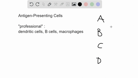 are-not-antigen-presenting-cells-a-natural-killer-cells-b-helper-t-cells-c-dendritic-cells-db-cells-31302
