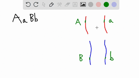 an-individual-is-heterozygous-for-two-genes-a-and-b-found-on-different-chromosomes-what-would-be-the-possible-allele-combinations-of-the-gametes-of-this-individual-do-not-grade-aabb-aabb-aab-54642