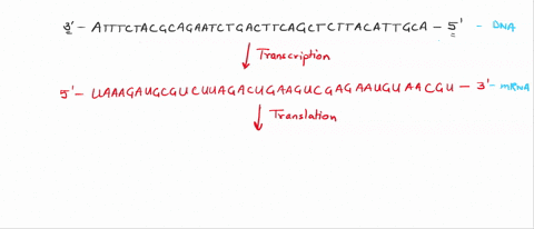 use-the-genetic-code-chart-to-help-you-transcribe-and-translate-a-dna-sequence_-initial-dna-sequence-3-atttctacgcagaatctgacttcagctcttacattgca-5-mrna-protein-transcribe-this-dna-strand-into-i-84564