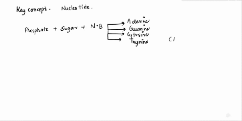 explain-how-the-components-of-dna-fit-together-a-dna-is-composed-of-nucleotides-consisting-of-a-5-ca-70184