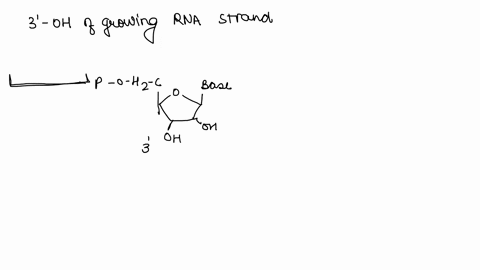 in-transcription-the-3-hydroxyl-group-of-the-growing-rna-strand-attacks-the-alpha-phosphorous-group-of-the-incoming-nucleotide_-binds-to-a-copper-ion-in-the-active-site-binds-to-the-5-ribose-13048