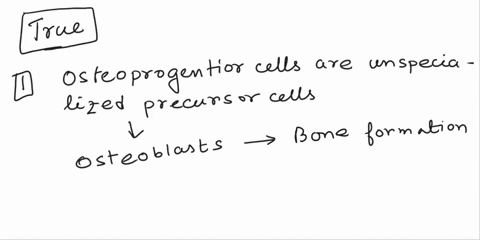 all-cells-found-in-bones-are-actively-undergoing-mitosis-osteoprogenitor-cells-are-unspecialized-precursor-cells-osteoblasts-are-responsible-for-the-production-of-bone-osteoblasts-become-ost-32214