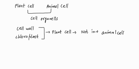 which-organelles-are-found-in-plant-cells-but-not-in-animal-cells-cell-membrane-vacuole-cell-wall-chloroplasts-cell-wall-vacuole-cell-membrane-chloroplasts-47436