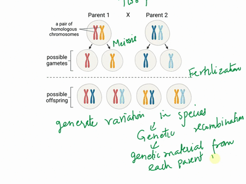 what-is-the-sexual-and-generates-variation-in-species-65762