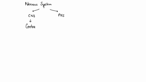 which-are-the-structures-that-are-part-of-the-nervous-system-00559