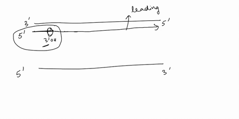 cwfer-in-the-accompanying-figure-which-is-the-template-strand-moving-another-question-will-save-this-response-78465