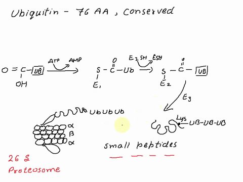 ubiquitination-is-the-process-by-which-proteins-are-marked-for-degradation-and-is-essential-for-the-health-of-the-cell-which-of-the-following-ways-can-be-used-by-the-cell-to-control-when-a-p-47277