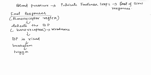 how-is-blood-pressure-controlled-by-feedback-loops-in-the-fast-and-slow-response-14427