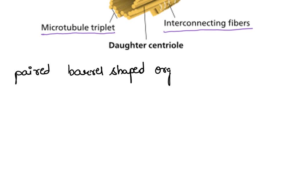 SOLVED Cells and organelles and things we cannot see. Eukaryotic