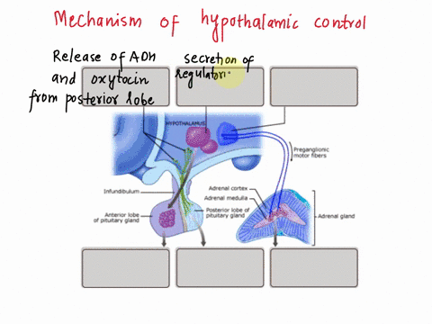 drag-the-labels-to-identify-the-mechanisms-of-hypothalamic-control-over-endocrine-function-reset-help-hormones-secreted-by-the-anterior-pituitary-control-other-endocrine-organs-secretion-of-87984